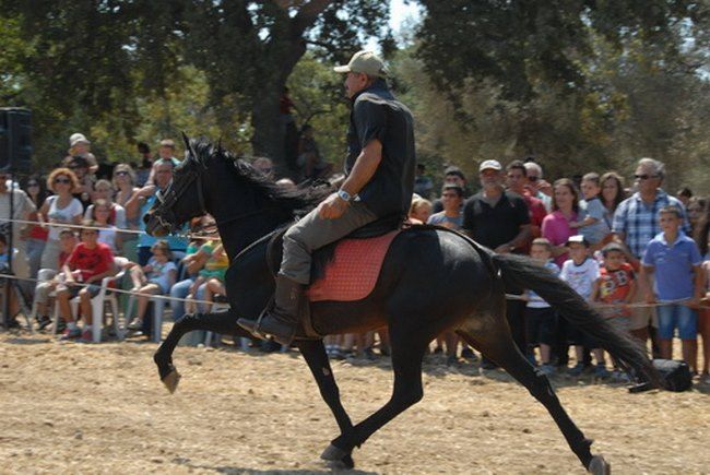 Messara Horses